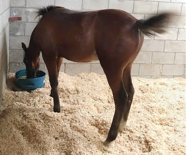 a horse eating from a feed bucket in a stable with sawdust floor